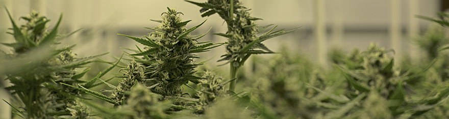 Juanita la Lagrimosa ancestral das cepas CBD